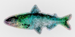 Sateenkaarimuikku-tarra