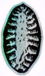 Karjalanpiirakka-tarra